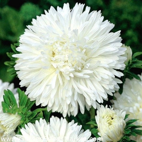 Bellis Perennis Beyaz Ponpon İngiliz Çayır Papatyası Çiçeği Tohumu(100 tohum) ürün görseli