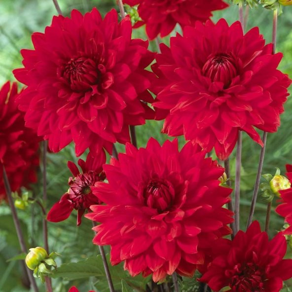 Ponpon Koyu Kırmızı Aster Çiçeği Tohumu(50 tohum)