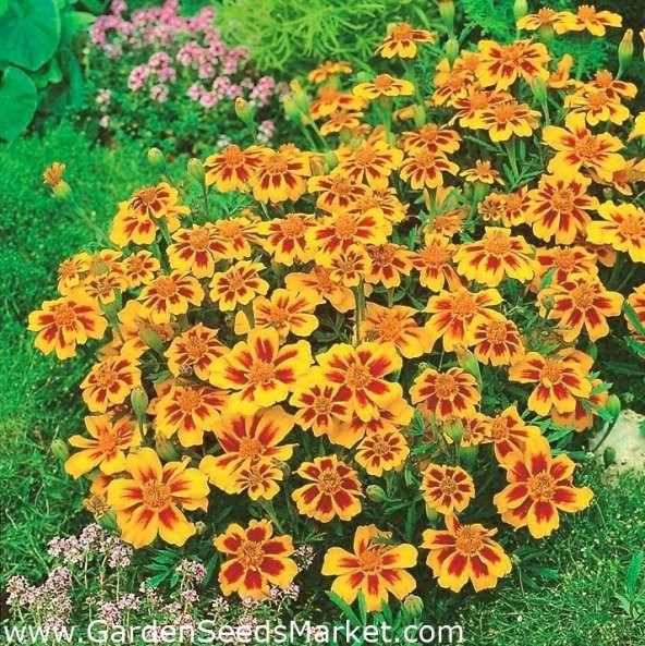 Özel Bodur Yellow Beauty Kadife Çiçeği Tohumu(20 tohum) ürün görseli