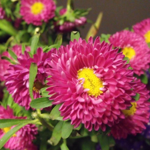Ponpon Crimson Aster Çiçeği Tohumu (50 tohum)