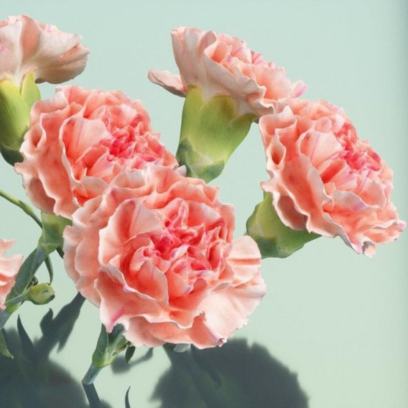 Chabaud Pure Rose Karanfil Çiçeği Tohumu(70 adet) ürün görseli