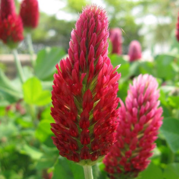 Red Love Trifolium Çiçeği Tohumu(50 tohum) ürün görseli