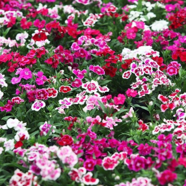 Dianthus Heddewigii Baby Doll Karanfil Çiçeği Tohumu(100 adet)