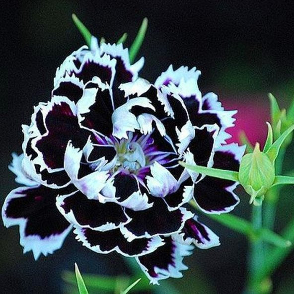 Dianthus Heddewigii Black White Karanfil Çiçeği Tohumu(100 adet) ürün görseli