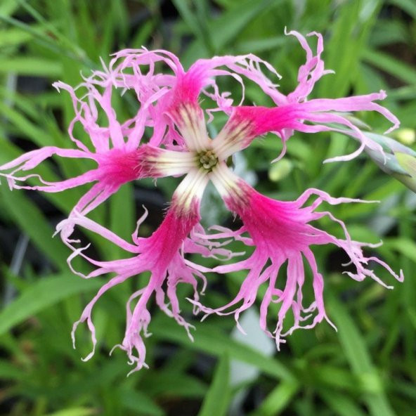 Dianthus Superbus Rose Bol Kokulu Karanfil Çiçeği Tohumu(100 adet)