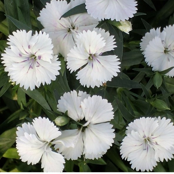 Dianthus Superbus Beyaz Bol Kokulu Karanfil Çiçeği Tohumu(100 adet) ürün görseli