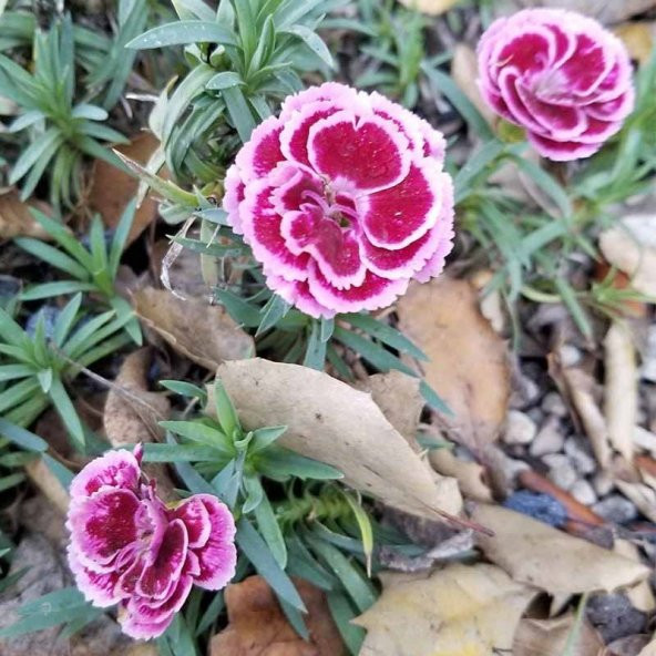 Lila Sweet William Dianthus Barbadus Çiçeği Tohumu(50 adet) ürün görseli