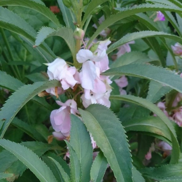 Balsamina Karışık Renkli Kına Çiçeği Tohumu (150 tohum) ürün görseli