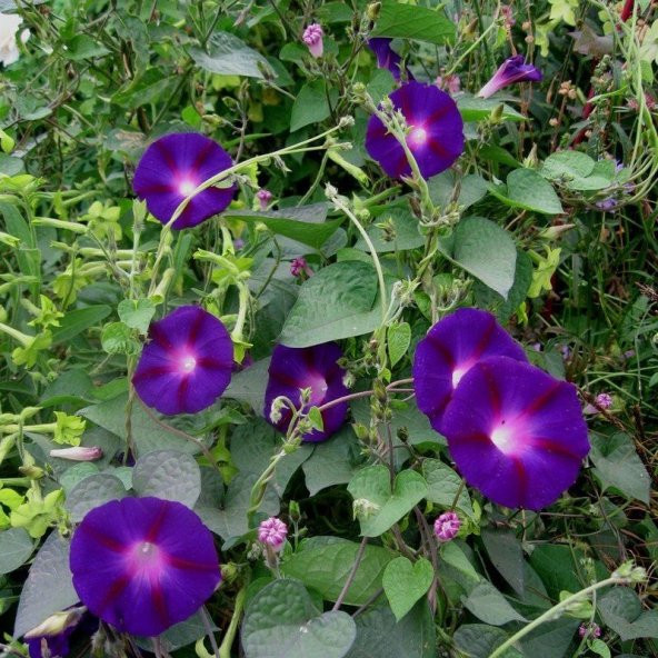 Grandpa Ott Gündüz Sefası Çiçeği Tohumu(10 tohum) ürün görseli