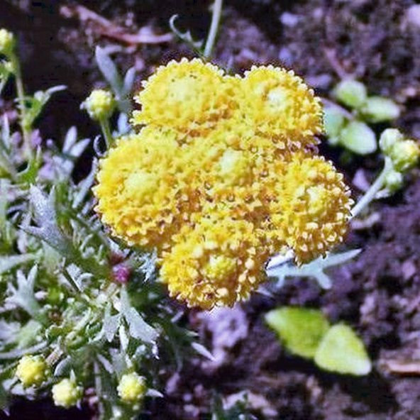 Sarı Lonas Ageratum(Vapur Dumanı)Çiçeği Tohumu(50 tohum)