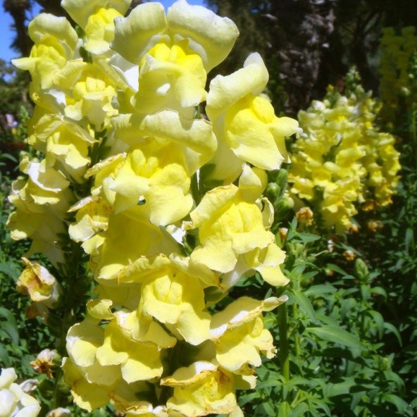 Sarı Renkli Aslanağzı Antirrhinum Braun-blanquetii Tohumu(20 tohum)