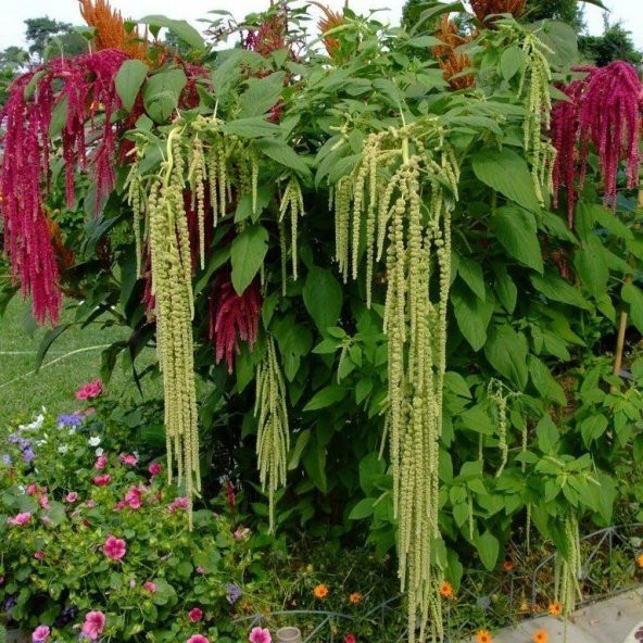 Yeşil Renkli Amaranthus(Horoz İbiği) Çiçeği Tohumu(50 tohum) ürün görseli