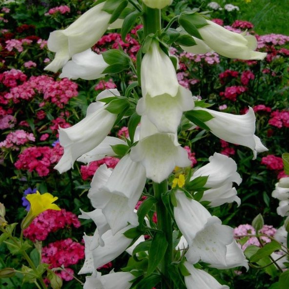 Sweet Lady Penstemon Çiçeği Tohumu(50 adet)