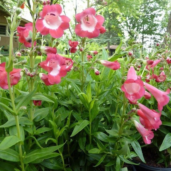 Ağlayan Pembe Renkli Penstemon Çiçeği Tohumu(100 tohum) ürün görseli