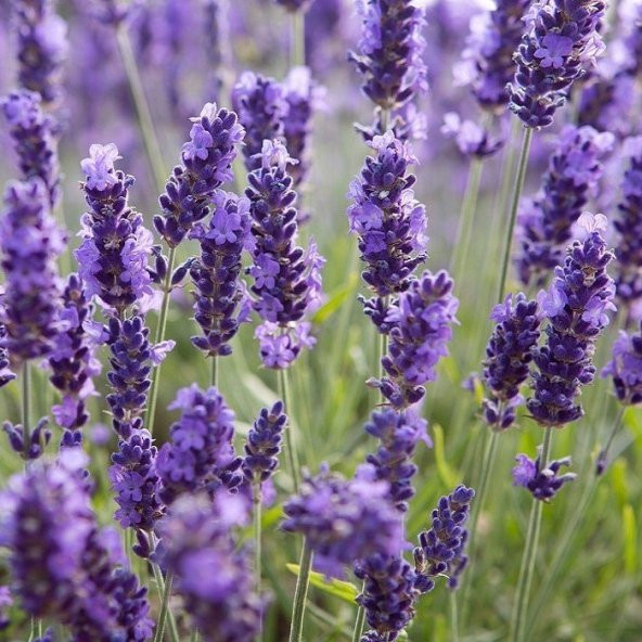 Lavandula Angustifolia Lavanta Çiçeği Tohumu(10 gram) ürün görseli