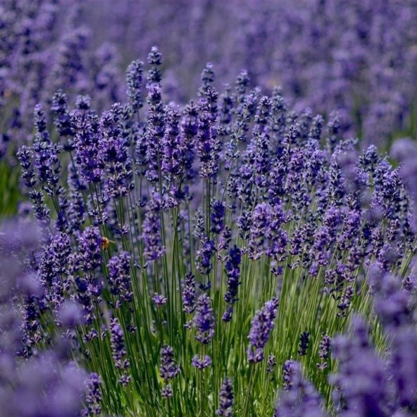 Lavandula Angustifolia Lavanta Çiçeği Tohumu(25000 tohum) ürün görseli
