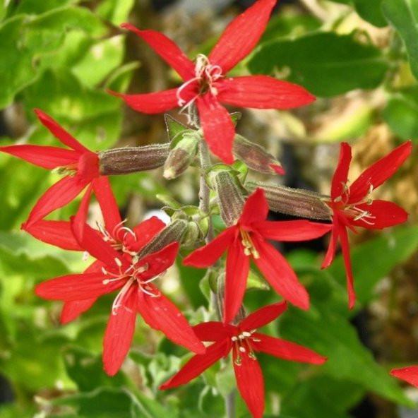 Nadir Çeşit Kırmızı Renkli Silene(Nakil) Çiçeği Tohumu(20 tohum) ürün görseli