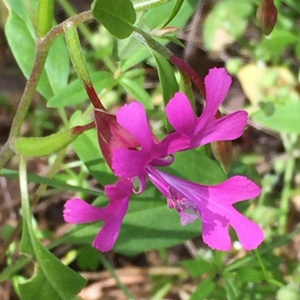 Elegant Klarkiya Çiçeği Tohumu (100 tohum) ürün görseli