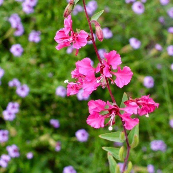 Çingene Rüya Klarkiya Çiçeği Tohumu(100 tohum) ürün görseli