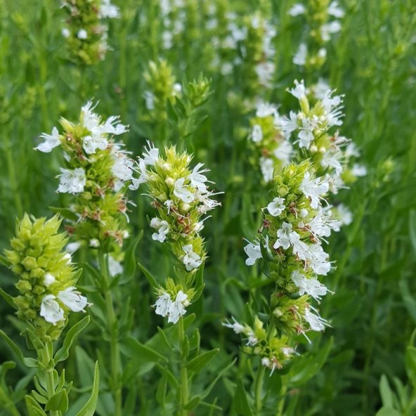 Dev Meksida Beyazı Hyssop Çiçeği Tohumu(50 tohum) ürün görseli