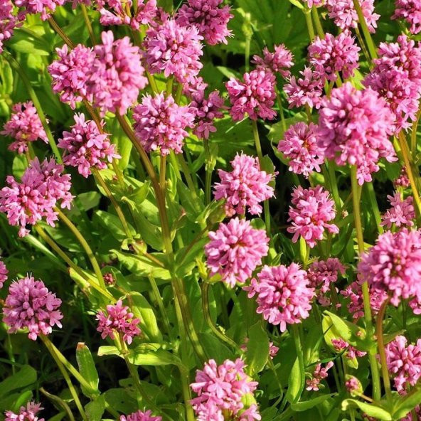 Lila Renkli Plectritis Çiçeği Tohumu(100 tohum) ürün görseli