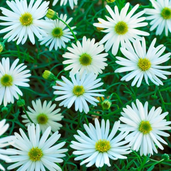 White Splendour Brachycome Çiçeği Tohumu (200 tohum) ürün görseli