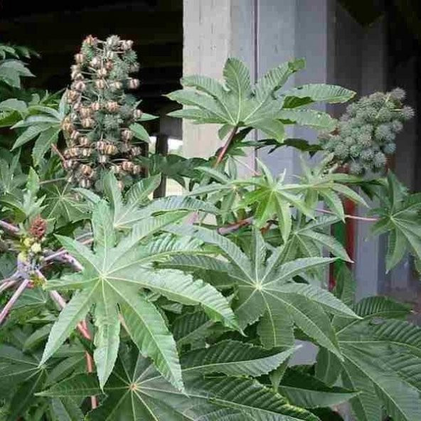 Gibsonii Kene Çiçeği Tohumu (5 tohum