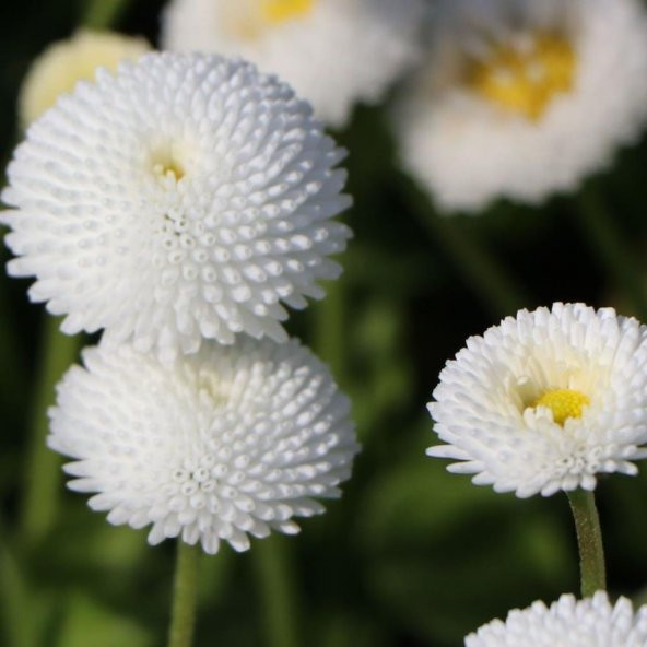 Bellis Perennis Beyaz Ponpon İngiliz Çayır Papatyası Çiçeği Tohumu(100 tohum) ürün görseli