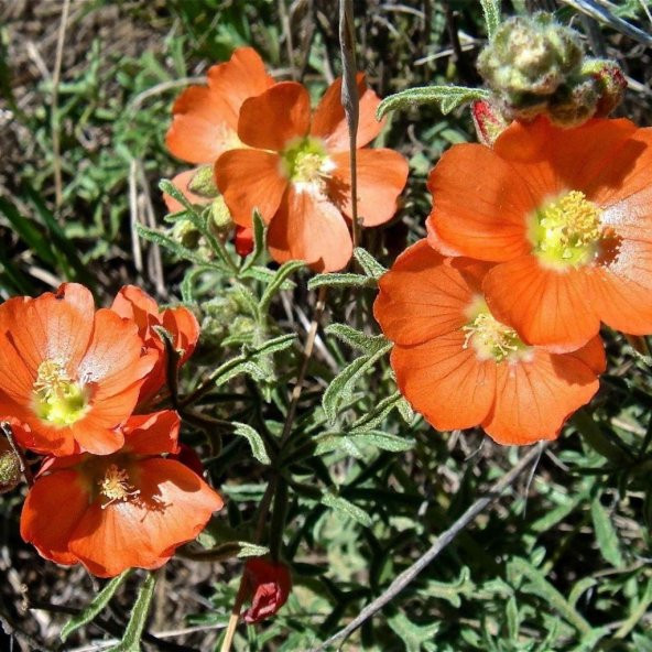 Orange Colour Mallow Çiçeği Tohumu(50 tohum)