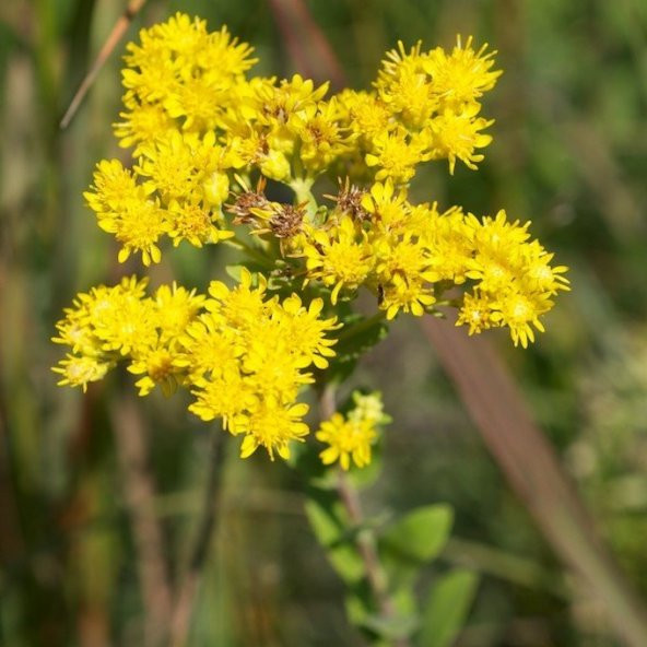 Sarı Stiff Goldenrod Çiçeği Tohumu(100 tohum)