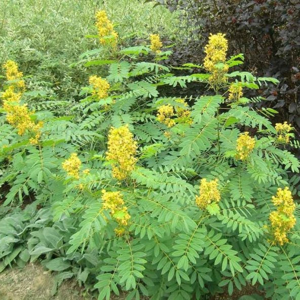 Senna Hebecarpa Çiçeği Tohumu(25 Tohum)