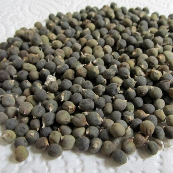 Şifa Amaçlı Bamya Tohumu (250 gram)