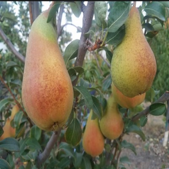 Tüplü Aşılı Aromalı Abete Fetel Armut Fidanı - 1