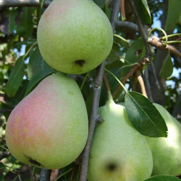 Tüplü Aşılı Erkenci Etruşka Armut Fidanı ürün görseli