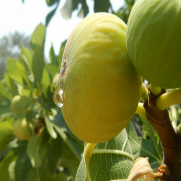 Tüplü Ballı Beyaz İncir Fidanı