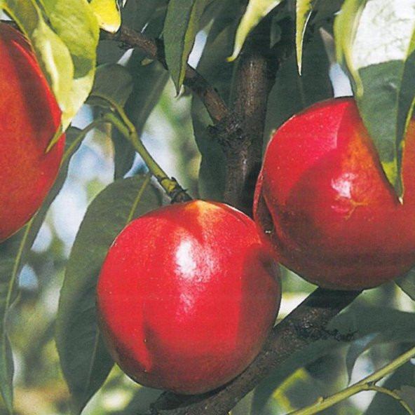 Tüplü Morsianna Nektarin Fidanı - 1