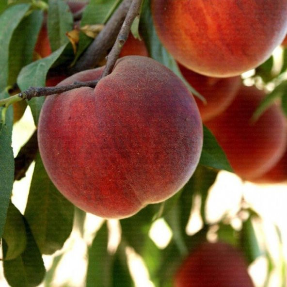 Tüplü Aşılı İri Koyu Kırmızı Meyveli Geçci Red Elegant Şeftali Fidanı