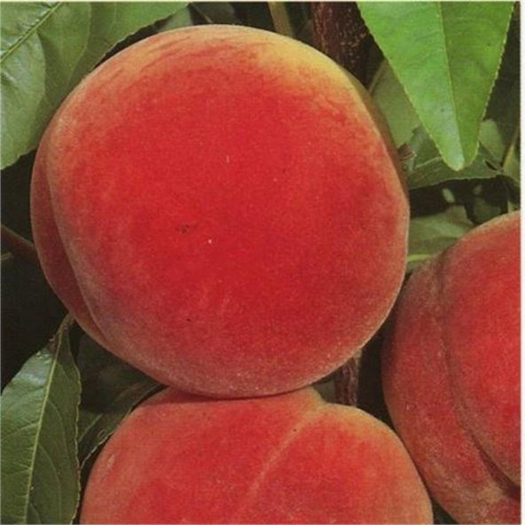 Tüplü Aşılı İri Kırmızı Meyveli Orta Erkenci Dixired Şeftali Fidanı ürün görseli