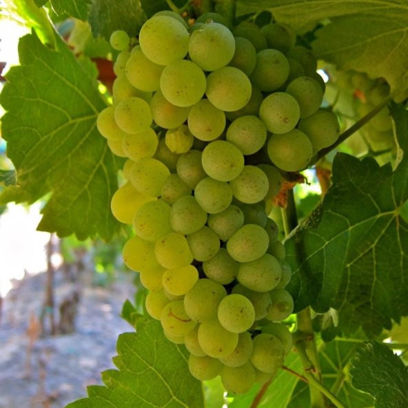 Tüplü Hoş Kokulu Tatlı Sauvignon Blanc Üzüm (Asma-Bağ) Fidanı