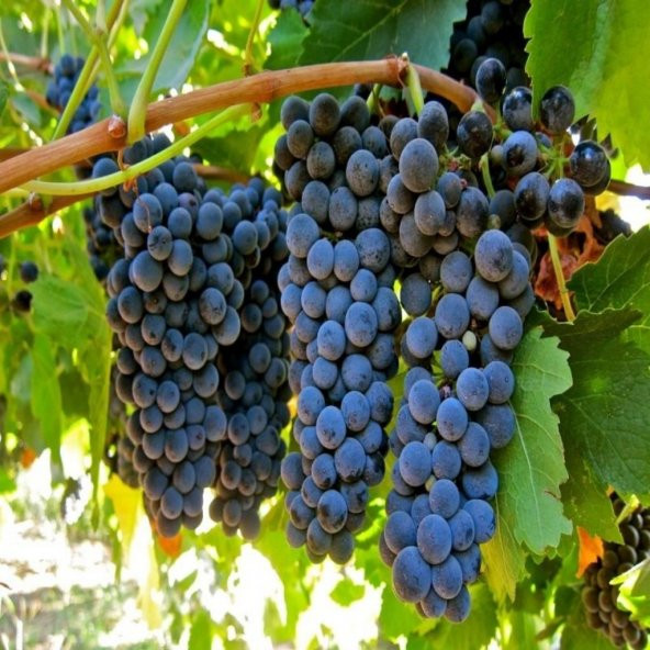 Tüplü Orta Geçci Verimli Şaraplık Syrah(Şiraz) Üzüm (Asma-Bağ) Fidanı