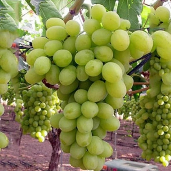 Tüplü İri Taneli İri Salkımlı Bol Verimli Leziz Victoria Üzüm (Asma-Bağ) Fidanı ürün görseli