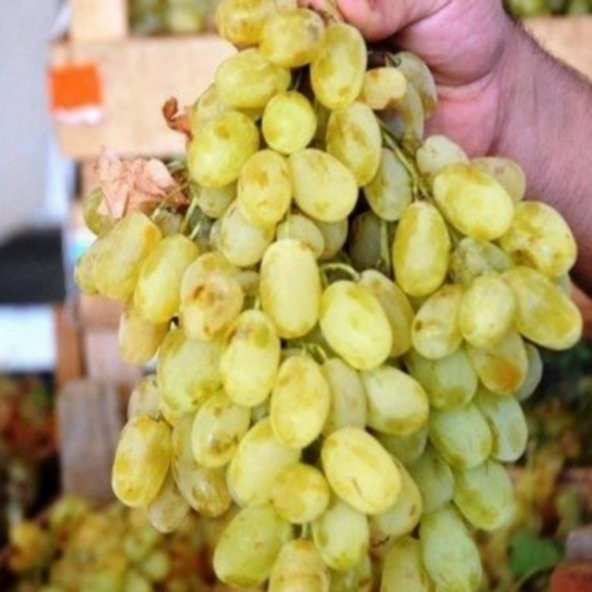 Tüplü İri Salkımlı Verimli Geleneksel Tahannebi Üzüm (Asma-Bağ) Fidanı ürün görseli