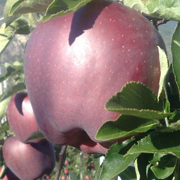 Tüplü Aşılı Kırmızı Çok İri Yarı Bodur Scarlet Spur Elma Fidanı