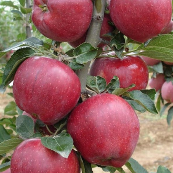 Tüplü Aşılı İri Kırmızı Yarı Bodur Starkrimson Elma Fidanı