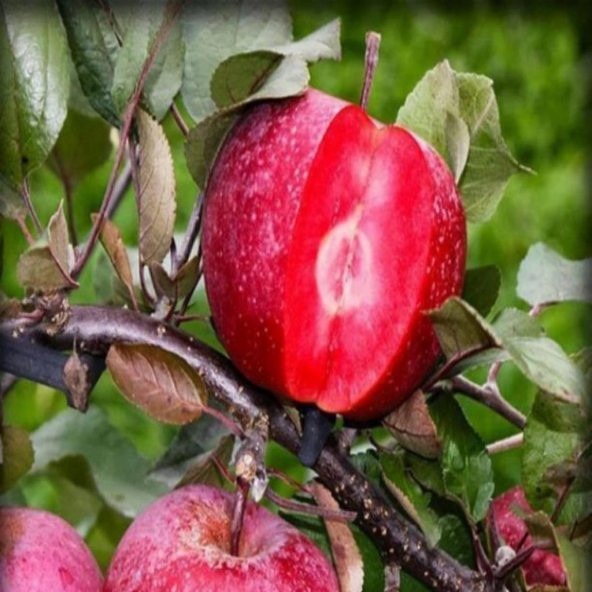 Tüplü Aşılı Özel Üretim İçi Dışı Kırmızı Yarı Bodur Red Flesh Elma Fidanı