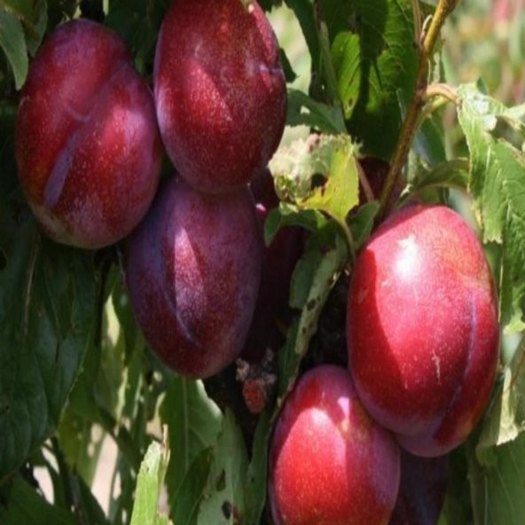 Tüplü Aşılı Orta Geçci Verimli Yarı Bodur Queen Rosa Japon Erik Fidanı ürün görseli