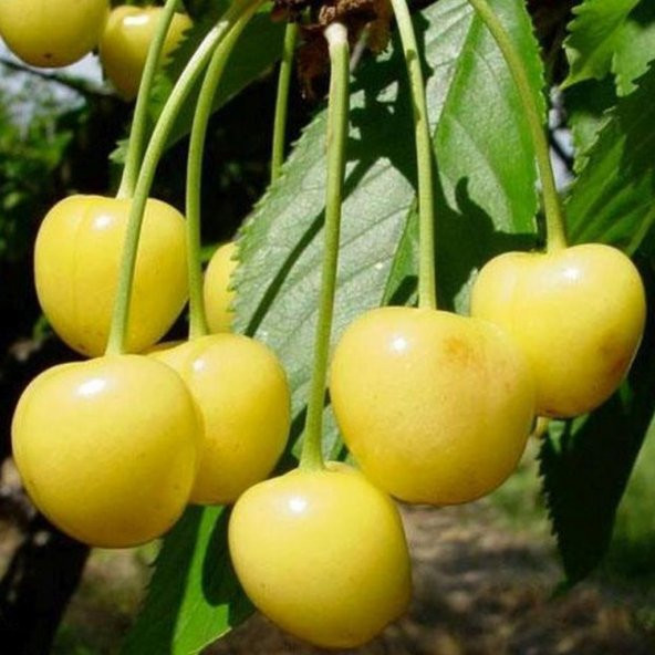 Tüplü Aşılı Bol Verimli Yarı Bodur Yellow Starks Gold Sarı Kiraz Fidanı