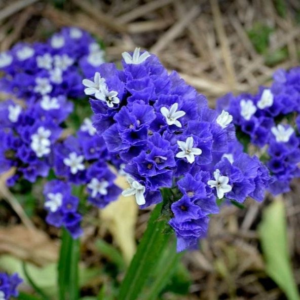 Limonium Sinuatum Lilac Lavender Deniz Lavantası Tohumu(30 tohum) ürün görseli