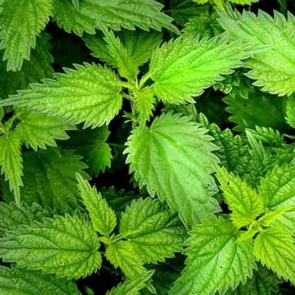 Doğal Isırgan Otu Tohumu(150 adet ) ürün görseli