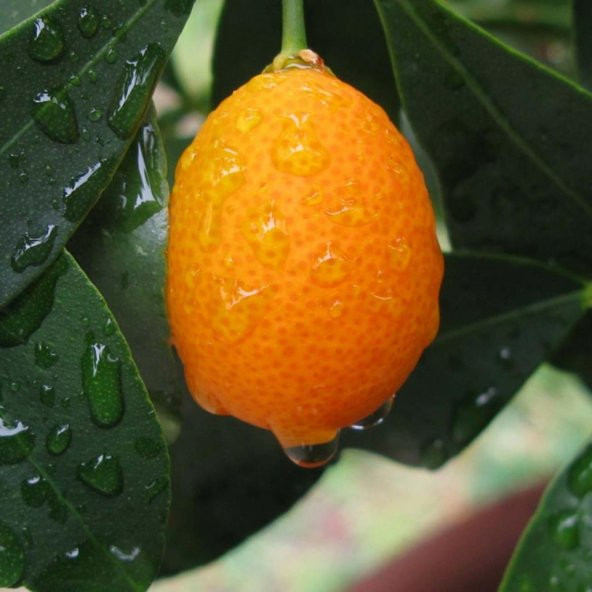 Tüplü Bodur Nagami Kamkat Fidanı 3-4 Yaş Meyve Verme Durumunda ürün görseli